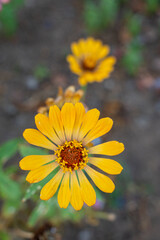 Colorful Zinnia flowers blooming in a garden, showcasing vibrant petals and natural summer beauty.