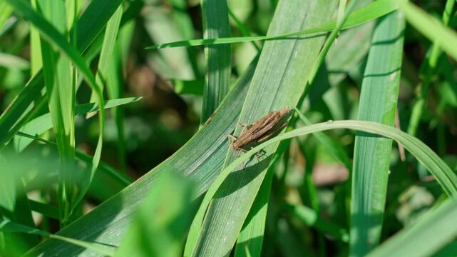 A grasshopper sitting in green grass on a clear sunny day. The head, thorax, abdomen, antennae, eyes, three pairs of legs, and two pairs of wings are visible. Shot at mid-range.