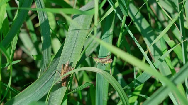 A grasshopper sitting in green grass on a clear sunny day. The head, thorax, abdomen, antennae, eyes, three pairs of legs, and two pairs of wings are visible. Shot at mid-range.