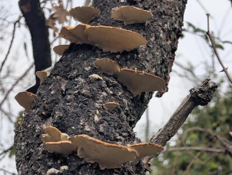 Funghi sul tronco dell'albero in inverno nel bosco