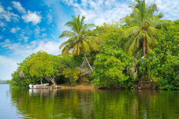Serene River Landscape in Sri Lanka with Exotic Vegetation