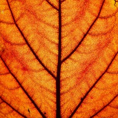 Intricate Details of a Leaf s Veins Showcasing Nature s Artistry Under Soft Natural Light