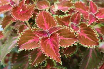 Multi coloured variegated coleus leaves
