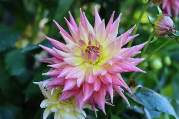 Close up of a pink and yellow cactus dahlia in a garden © Francesca Leslie
