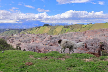 Obraz premium Lama, Parque Nacional Antisana, Ecuador