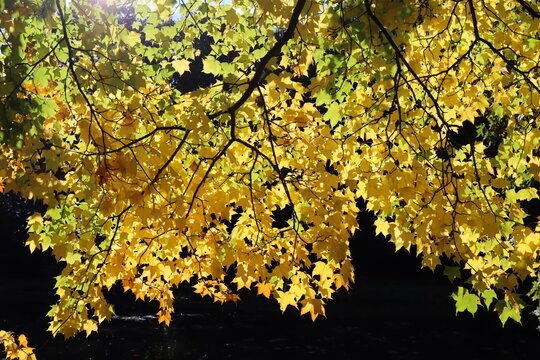 Yellow leaves on a sycamore in autumn, illuminated by sunlight