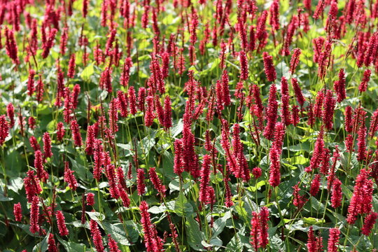 Masses of red persicaria flower spikes in a garden