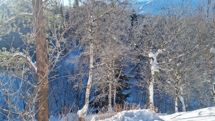Snowy trees and landscape in a winter setting during bright daylight
