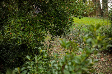 Fototapeta premium Green garden shrubs with glossy leaves and small red berries, lush spring and summer foliage in peaceful outdoor park setting