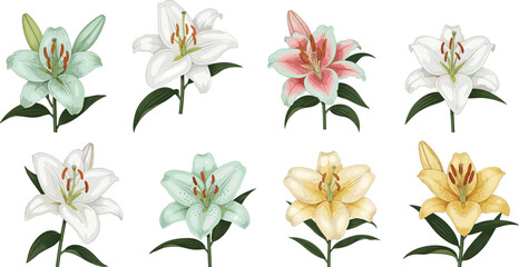 Collection of lily flowers illustrations, botanical floral set, elegant garden blooms, isolated decorative vector design for nature, wedding, and spring themes © Asha Creatives