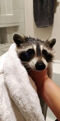 Raccoon freshly out of bath wrapped in towel