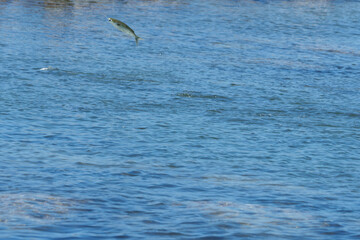 Mullet fish leaping from surface of blue water