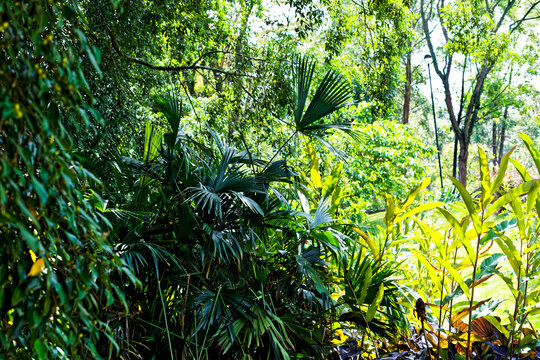 Colombian botanical tropical forest  in "el poblado", Medellin called "el parque la frontera". tropical pattern.