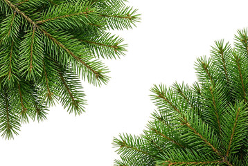 Fototapeta premium Fresh green pine tree branches close-up with needles in natural soft light for eco design and winter holiday background