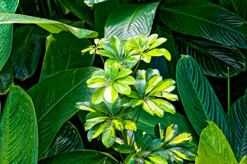 Queensland umbrella tree surrounded by Canna genus leaves in  a tropical forest of Colombia. Tropical pattern. © nic