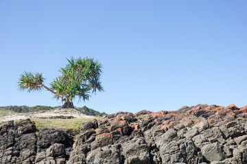 Pandanus tectorius tree green foliage above natural rock wall on Chinamans Beach New South Wales.