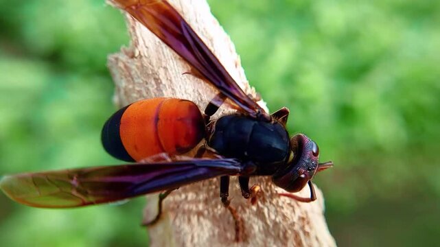 Vespa affinis is a very aggressive and dangerous type of bee