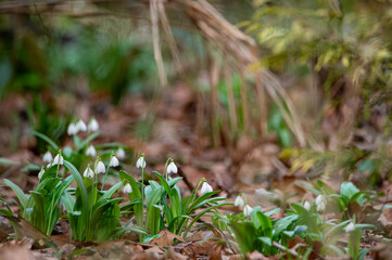 Obraz premium delicate white snowdrops blooming in a quiet forest