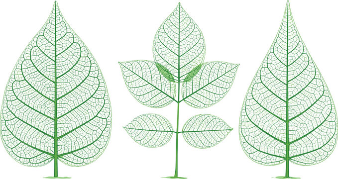 Green leaf skeleton and vein structure botanical illustration set with detailed natural foliage shapes for eco, biology, and decorative vector designs