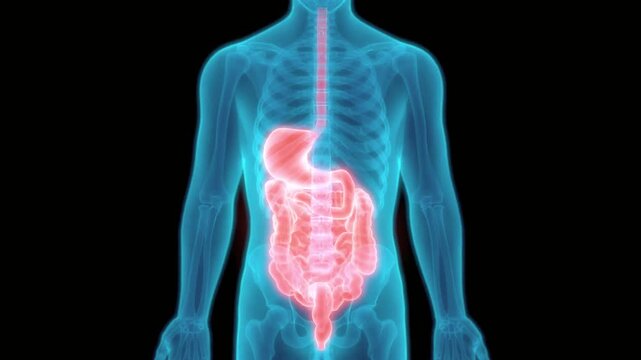 3D Human Digestive System Anatomy Animation