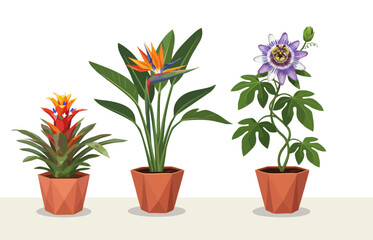 Fototapeta premium Vector illustration of tropical houseplants in terracotta pots: Bromeliad, Bird of Paradise, and Passionflower. Collection of exotic indoor plants featuring Strelitzia, Guzmania, Passiflora