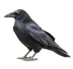 Fototapeta premium Black Crow Bird isolated on a transparent background