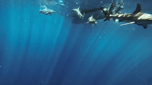 Sharks close to boat - in water Shot - Protea Banks, South Africa 