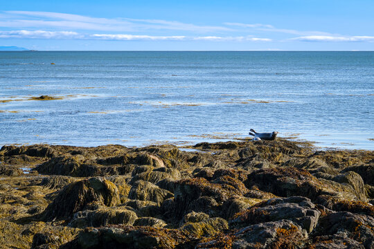 Seals resting on rocks on Ytri Tunga beach
