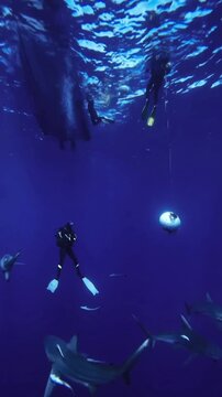 underwater scene with fishes
