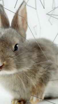 Vertical video: Camera panning, causing gray rabbit turning toward lens, showing whiskers and eye