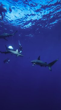 sharks in the sea