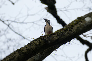 Great spotted woodpecker (Dendrocopos major) sitting in a tree in Zurich, Switzerland