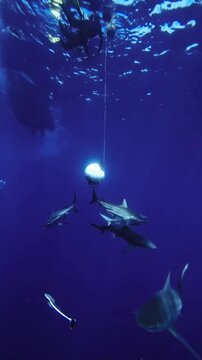 fish in aquarium