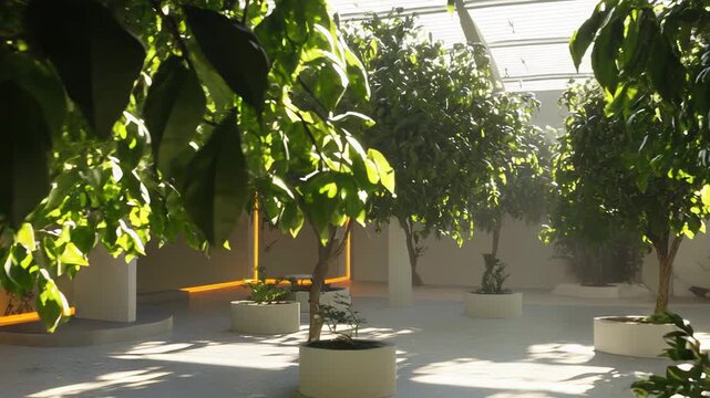 Spacious architectural interior featuring numerous potted trees and natural light filtering through a skylight, creating a serene and breathable green oasis within a contemporary building
