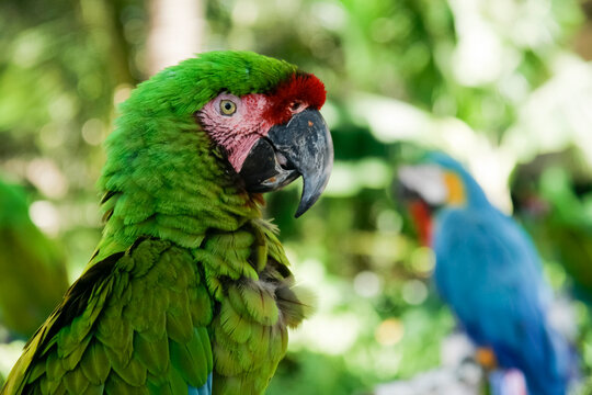 Puerto Vallarta, Mexico. Military Macaw.