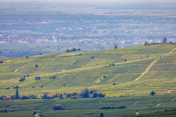 Fototapeta premium Vineyards Surrounding Ribeauvillé Countryside