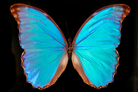 Santa Fe, New Mexico, United States.  Blue mounted moth specimen 
