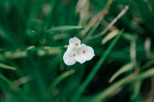 Flores brancas