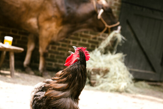 Mt. Pleasant, South Carolina. USA.  Rooster crowing  with cow eating hay in the background. 