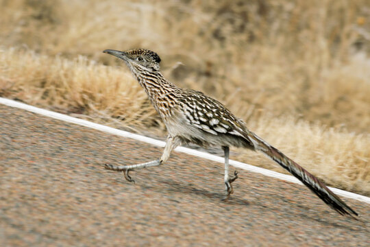 New Mexico, United States.  State bird, the elusive roadrunner running down a road