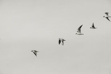 Fototapeta premium Five birds glide effortlessly against a pale sky, their wings outstretched and shapes creating a perfect harmony. This moment captures the serenity and freedom of nature in motion