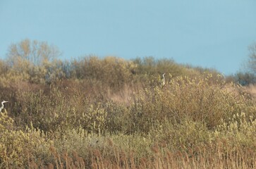 Fototapeta premium A graceful heron stands tall amidst lush grasses and vibrant flora, as the soft light of dawn illuminates the peaceful wetland scene. Nature awakens in all its splendor
