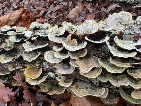 Turkey Tail Mushrooms Growing on Fallen Log in Forest with Autumn Leaves and Natural Texture