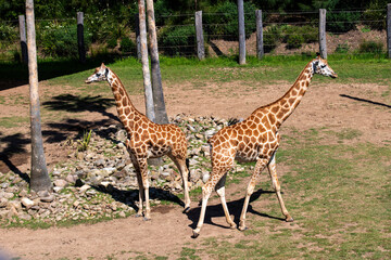 Obraz premium A Mother and Calf Giraffe at the Zoo