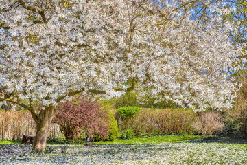 Magnolie schneewei&szlig;