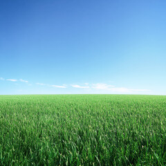 Minimal Rural Field Horizon Under Clear Summer Sky