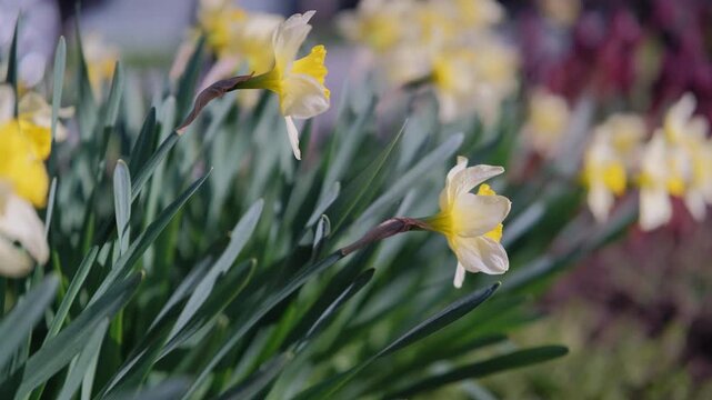 Yellow Daffodil Row By Roadside, TrumpetShaped Blooms Catching Warm Light, Long Stems Swaying In Breeze, Cheerful Spring Energy With Golden Petals And Grassy Backdrop, Ornamental