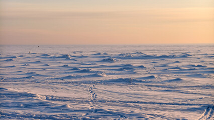 A serene, minimalist view of a vast, snow-covered plain at dusk. Animal tracks lead across the textured snow. Soft light from the setting sun creates a warm peach sky cool blue shadows.