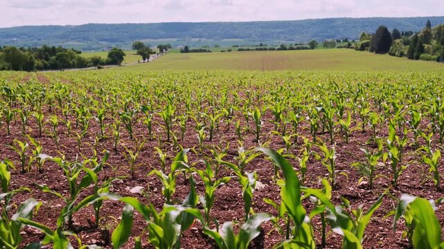 Young Corn Seedlings In Tilled Soil, Straight Row Of Fresh Green Shoots, CloseUp Perspective Of Moist Brown Earth, Early Morning Sunlight, SmallScale Sustainable Farming Scene,