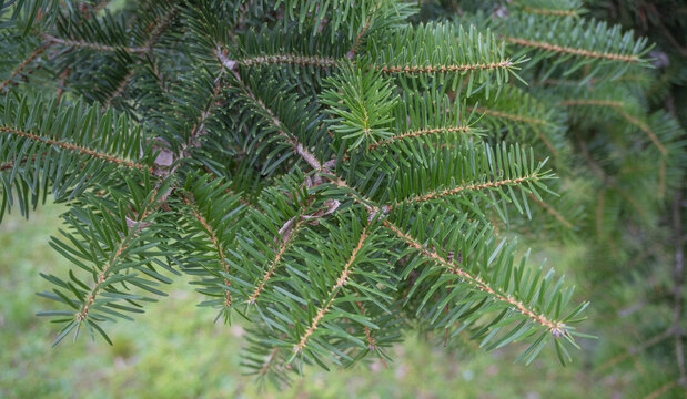 Close-up of vibrant green fir tree branches with sharp needles. Natural evergreen foliage texture in a forest, perfect for nature and Christmas backgrounds